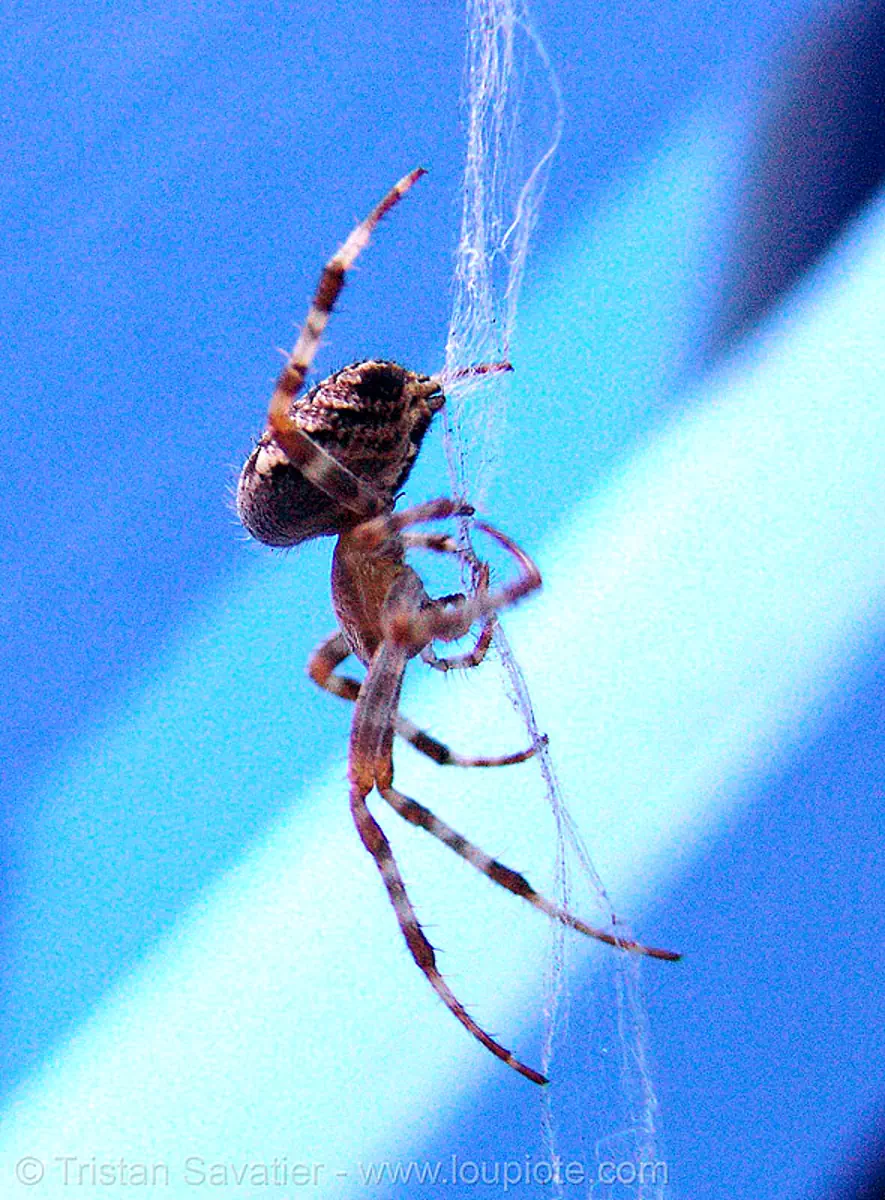 spider (san francisco), blue, close-up, macro, wildlife, stock photo