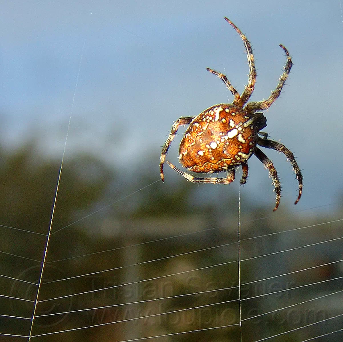 spider building its web, araneidae, araneus diadematus, european garden spider, female, macro, spider web, wildlife, stock photo