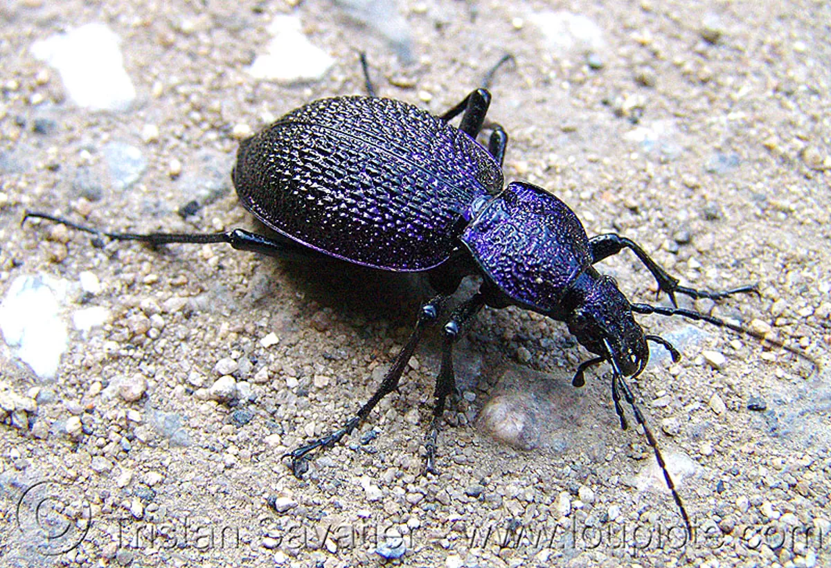 coleoptera - megodontus caelatus schreiberi - insect (bulgaria), close-up, iridescence, iridescent, macro, българия, stock photo