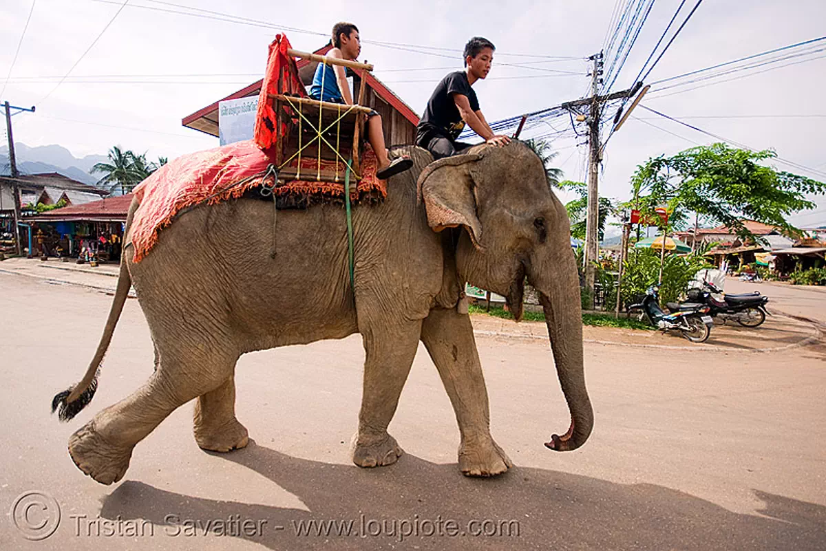 elephant riding, cornac, mahout, man, street, vang vieng, stock photo