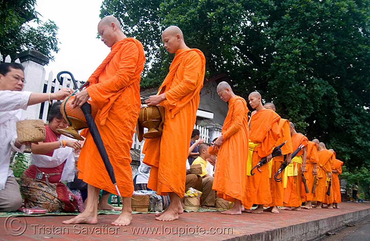 buddhist monks receiving rice alms at dawn - luang prabang (laos), alms bowl, buddhism, orange, street, stock photo