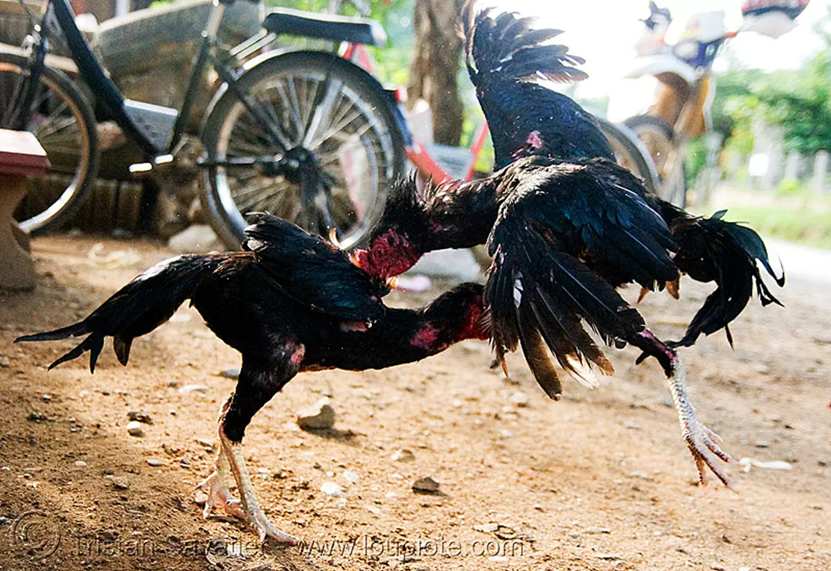 cockfighting - luang prabang (laos), birds, cockbirds, cockfight, fight, fighting roosters, gamecocks, poultry, stock photo