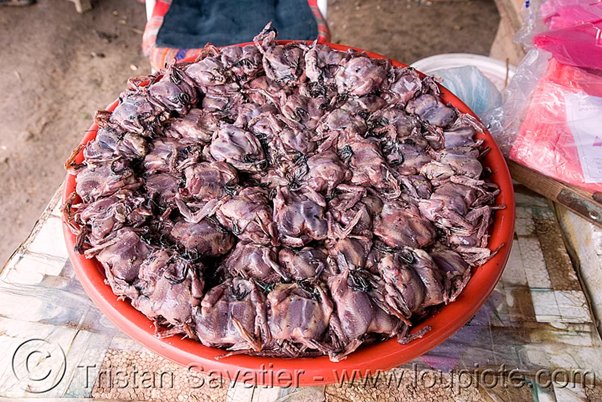 quails (laos), birds, food, market, poultry, raw meat, stock photo