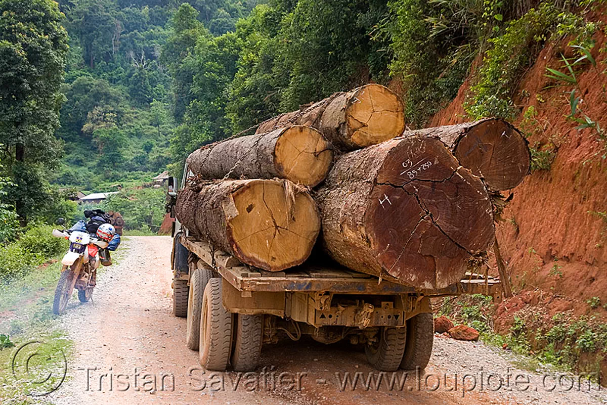 logging truck (laos), 250cc, convoy, deforestation, dirt road, honda motorcycle, honda xr 250, log truck, logging trucks, lorry, motorbike, timber, touring, tree logging, tree logs, trees, unpaved, wood, stock photo