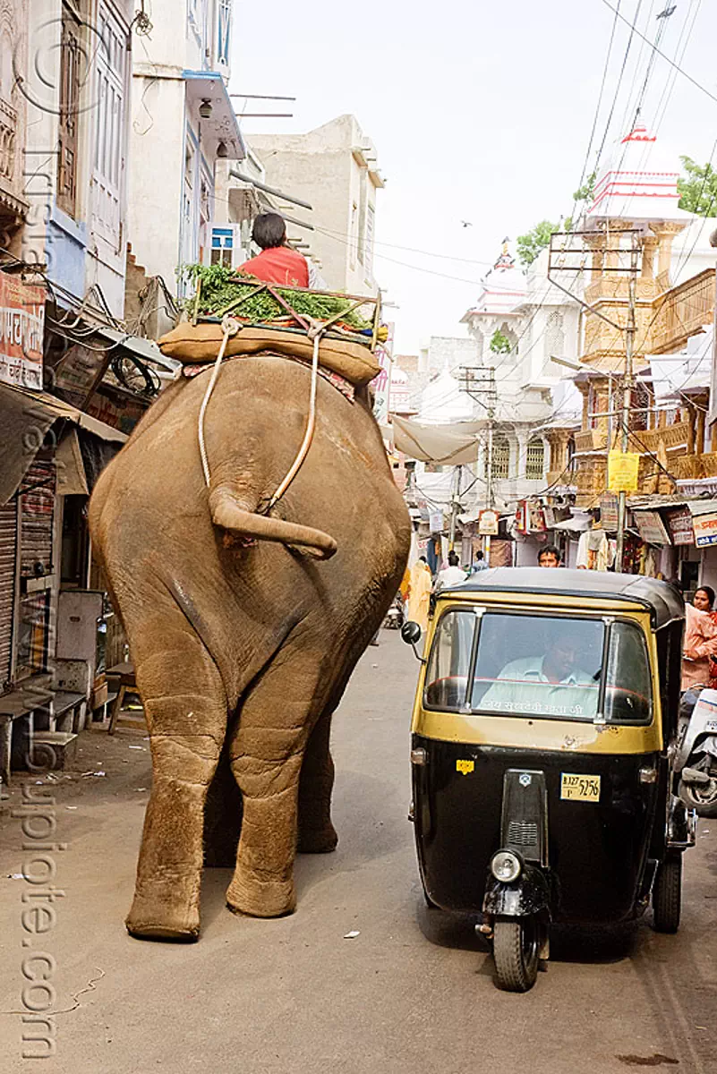 elephant and auto-rickshaw, autorickshaw, cornac, elephant riding, mahout, man, street, three wheeler, tricycle, udaipur, stock photo