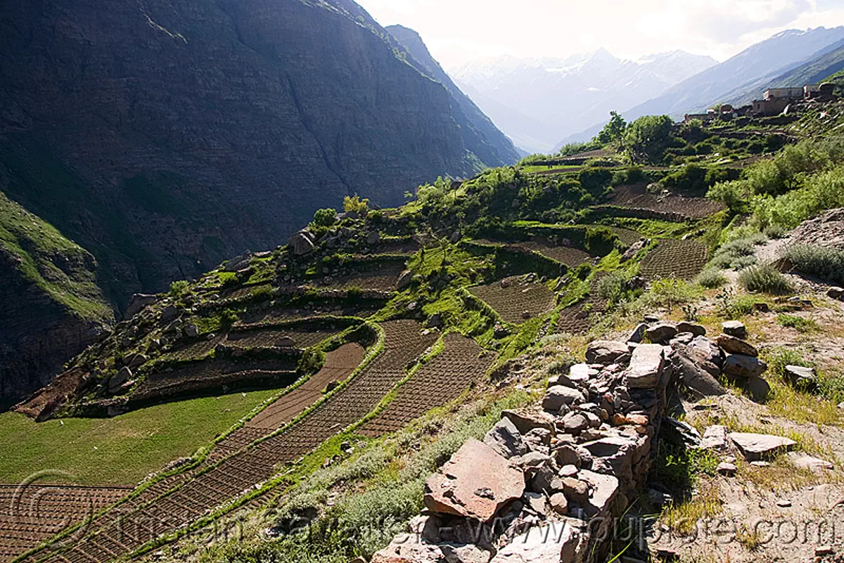 terrace fields near keylong - manali to leh road (india), agriculture, ladakh, terrace farming, traditional farming, valley