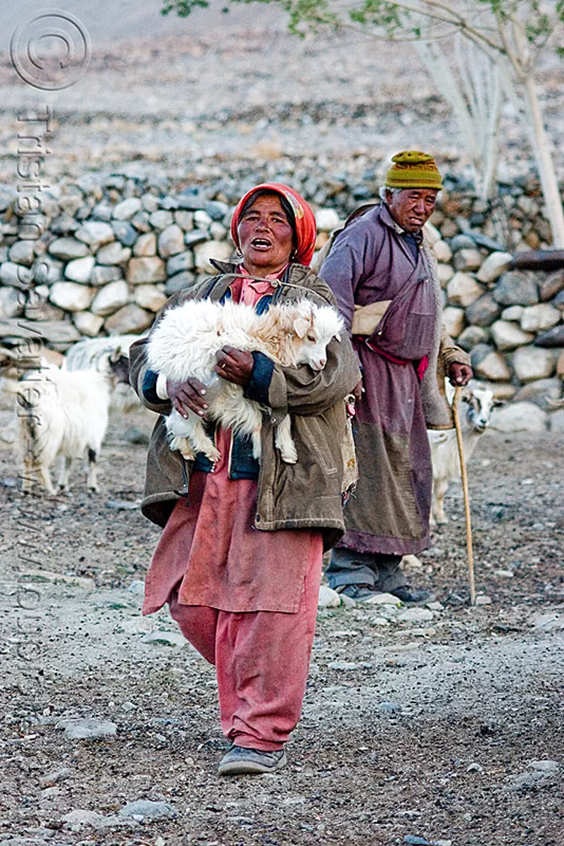farmer with baby goat - pangong lake - ladakh (india), farmers, livestock, old man, road, spangmik, stock photo