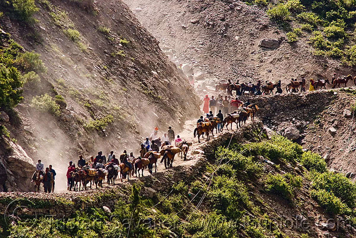 ponies and pilgrims on the trail - amarnath yatra (pilgrimage) - kashmir, amarnath cave, bends, horse-riding, horses, many, mountain trail, mountains, switch-backs, trekking, yatris, अमरनाथ गुफा, stock photo