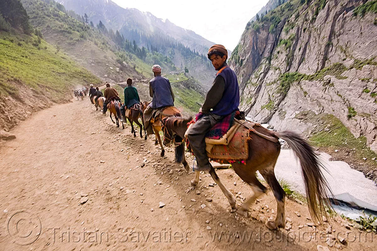 ponies and pilgrims on the trail - amarnath yatra (pilgrimage) - kashmir, amarnath cave, horse-riding, horses, many, mountain trail, mountains, trekking, yatris, अमरनाथ गुफा, stock photo
