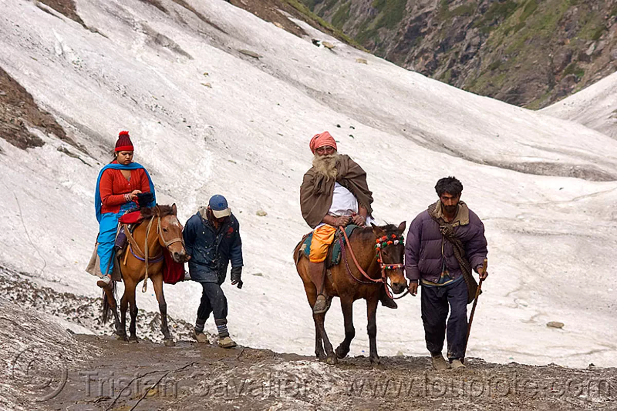 pilgrims on ponies on glacier trail - amarnath yatra (pilgrimage) - kashmir, amarnath cave, horse-riding, horses, mountain trail, mountains, pony-men, snow, trekking, yatris, अमरनाथ गुफा, stock photo