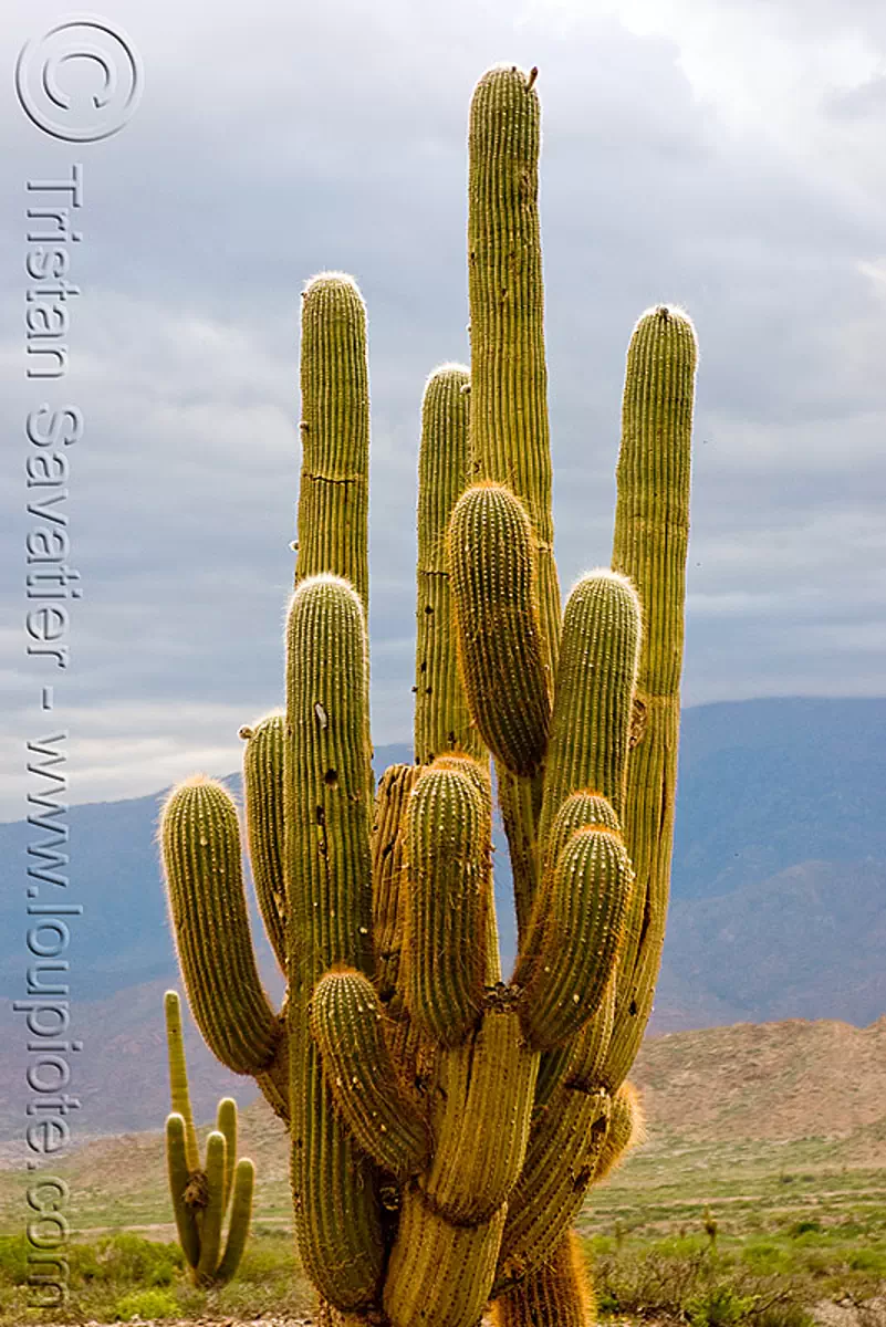 cactus, cardón, echinopsis atacamensis, argentina