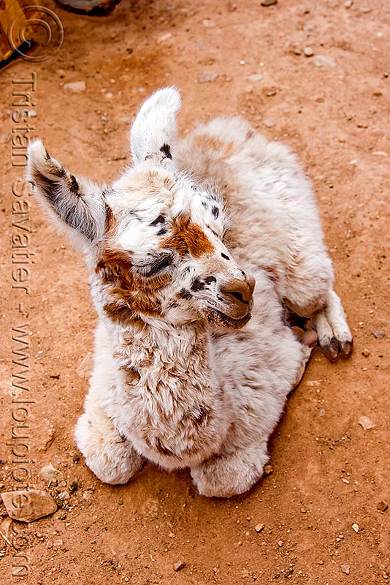 cria - baby llama on the ground, abra el acay, acay pass, lama glama, livestock, noroeste argentino, offspring, stock photo