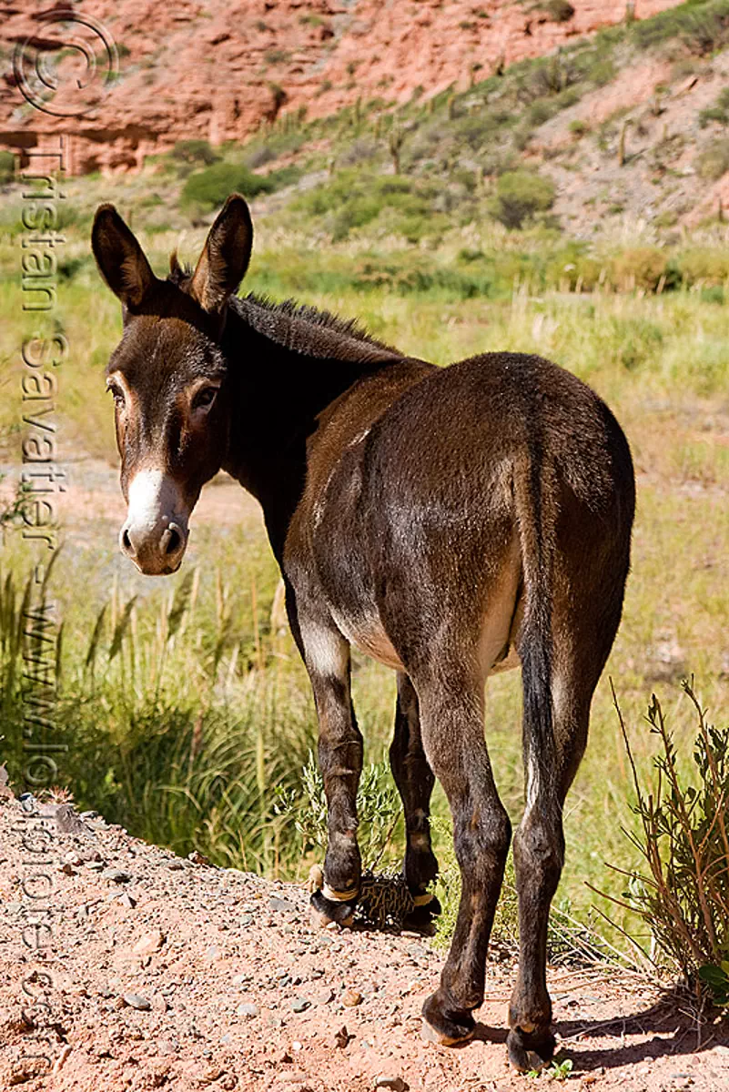 brown donkey