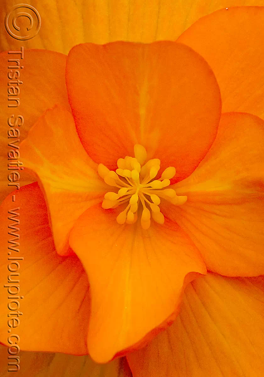 orange tropical flower