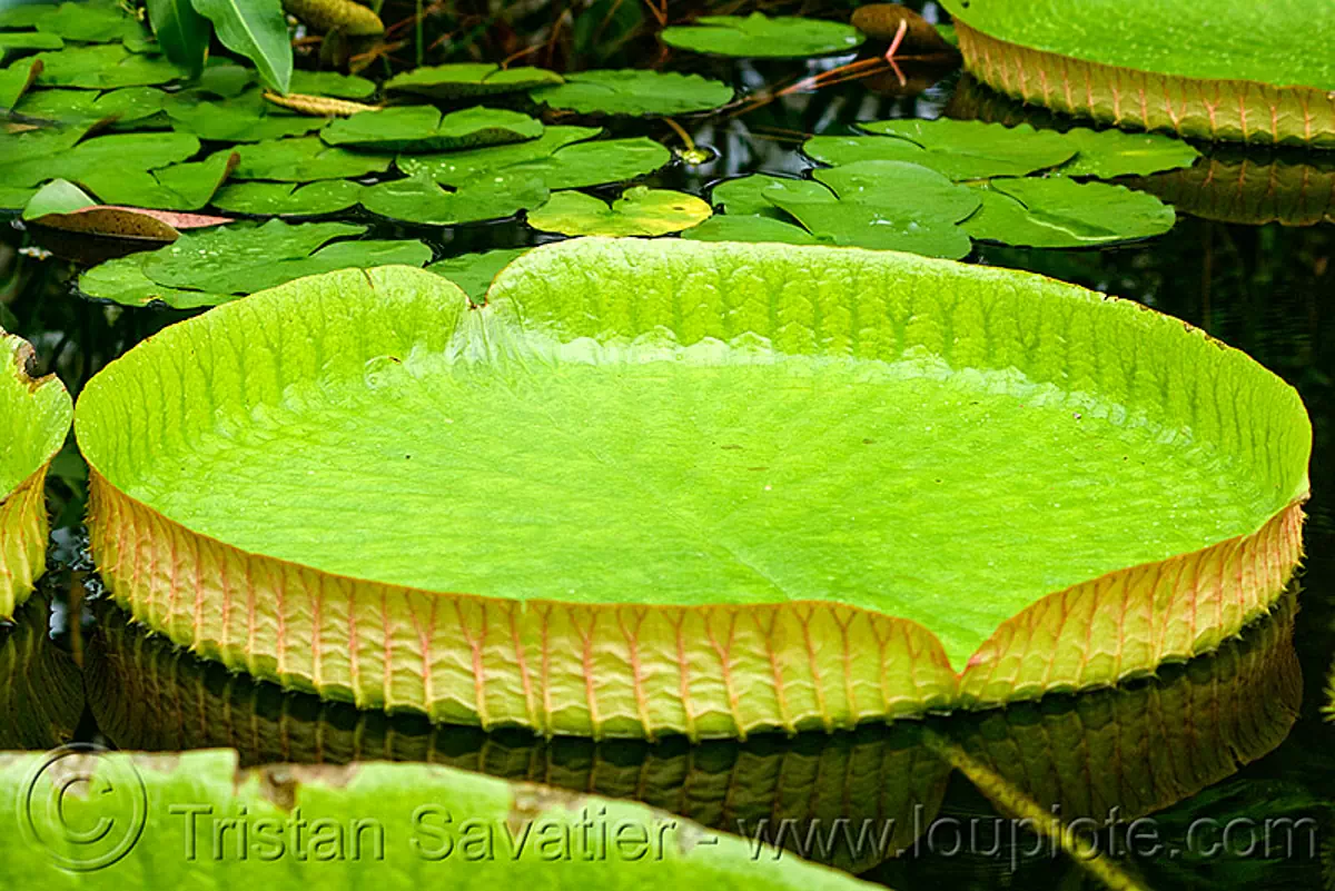 amazon giant water lily leaf, victoria amazonica