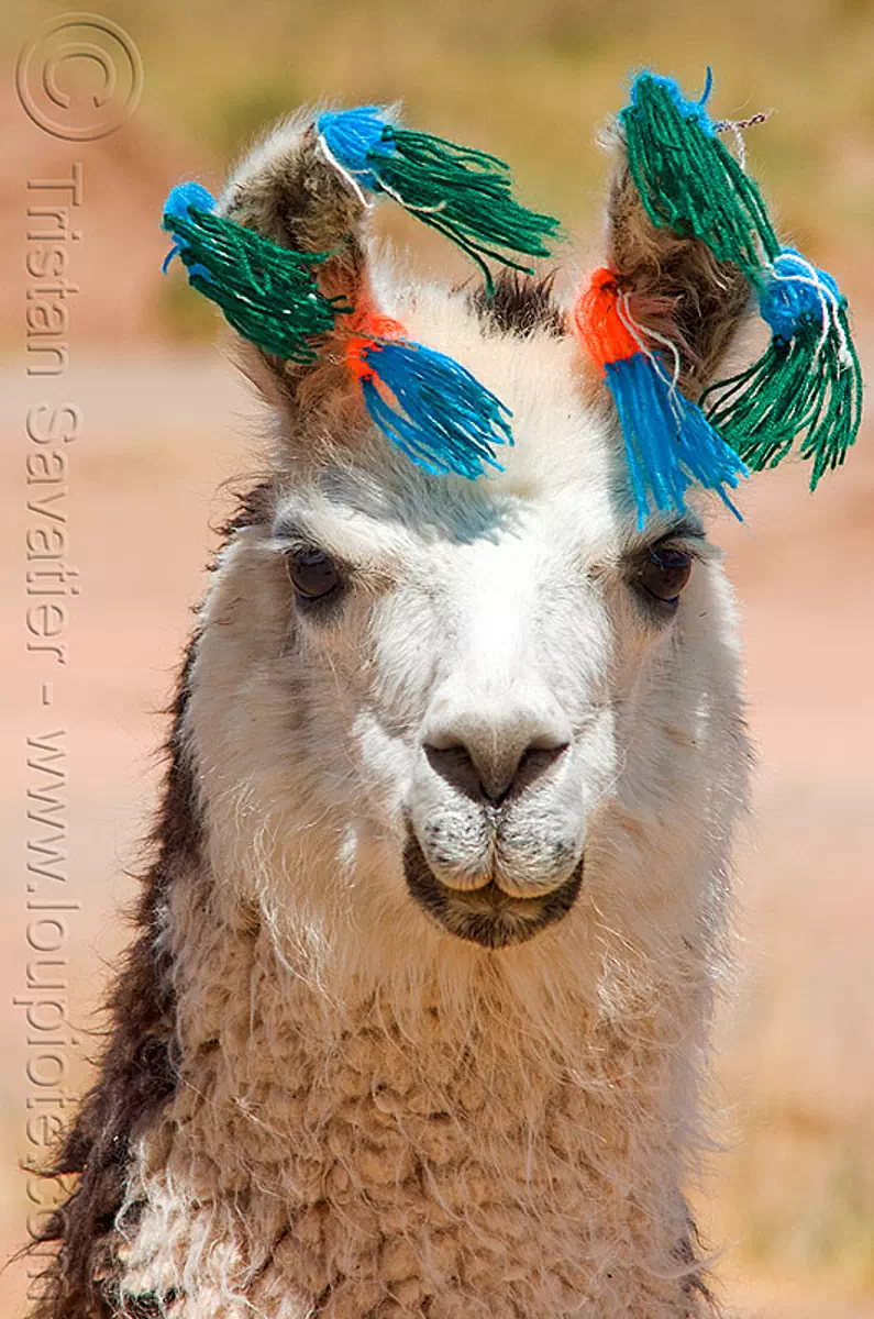 llama with color pompons, altiplano, carnival, colored, decorated, ears, head, noroeste argentino, pampa, pom-poms, pom-pons, pompon, quebrada de humahuaca, wool, stock photo