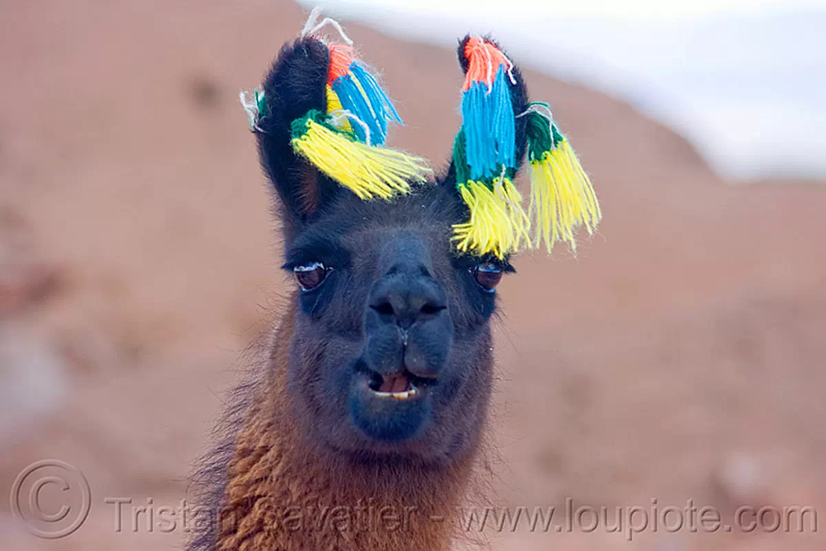 llama with carnival pom-pons, altiplano, brown, colored, decorated, ears, head, noroeste argentino, pampa, pom-poms, pompon, quebrada de humahuaca, wool