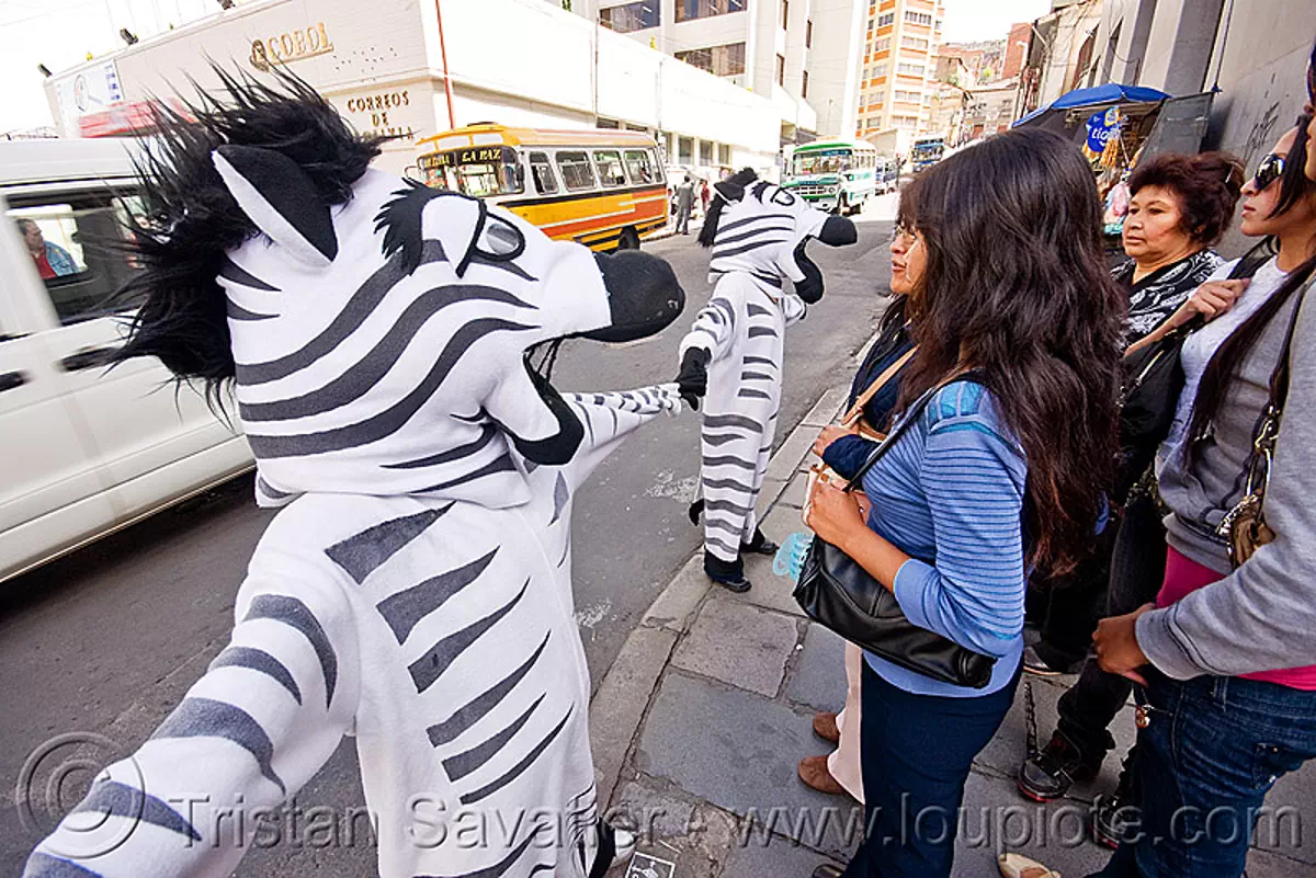 traffic zebras, la paz, bolivia