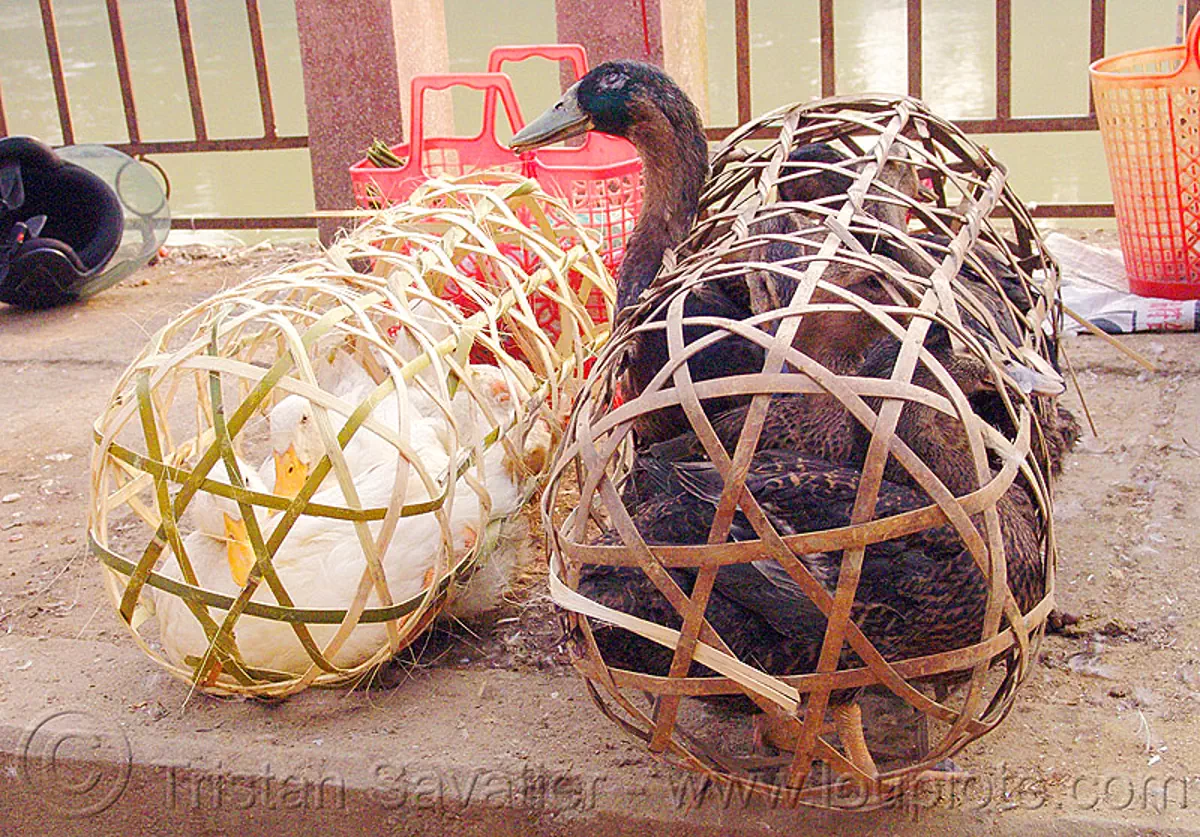 ducks in bamboo cages, birds, cao bang, cao bằng, live, market, poultry, stock photo