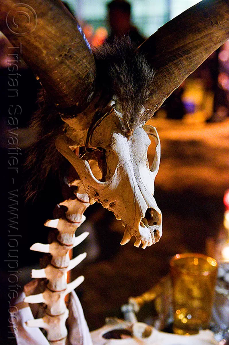 skeleton of mythical animal, day of the dead, dia de los muertos, dog skull, halloween, night, ram horns, spine, stock photo