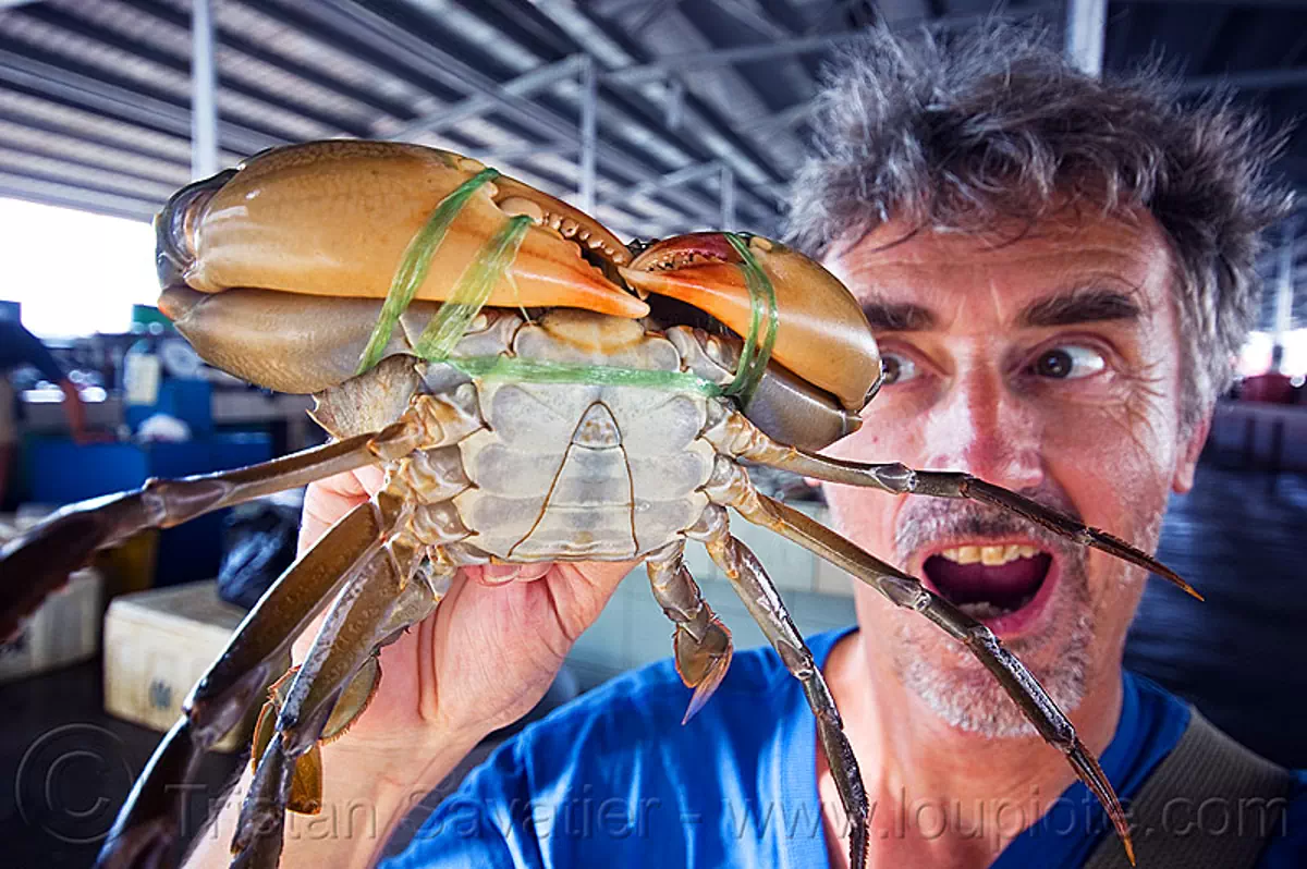 mangrove crab, claws, fish market, food, legs, man, mud crab, portunidae, scylla crab, seafood, self portrait, swimmer crab, tristan savatier, stock photo
