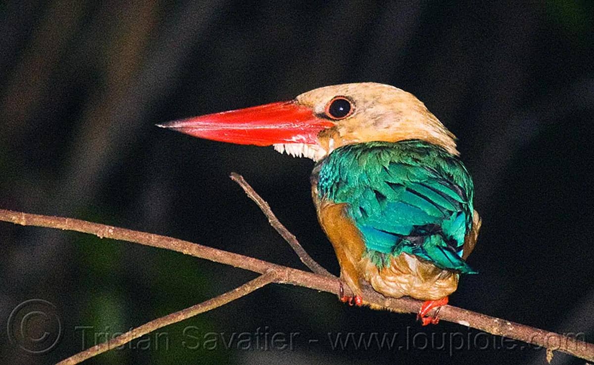 stork-billed kingfisher bird, branch, kinabatangan river, night, pelargopsis capensis, sukau, wild bird, stock photo