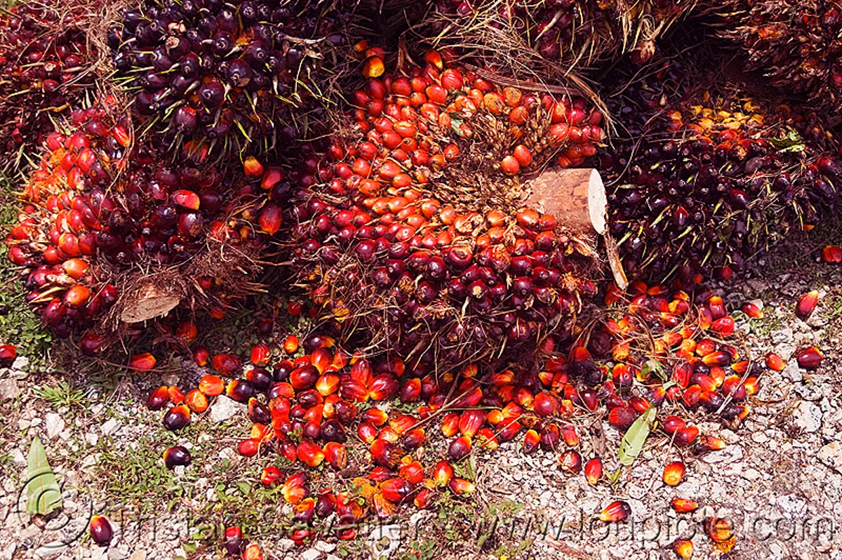 oil palm fruit, african oil palm, agroindustry, bunches, elaeis guineensis, tenera, stock photo