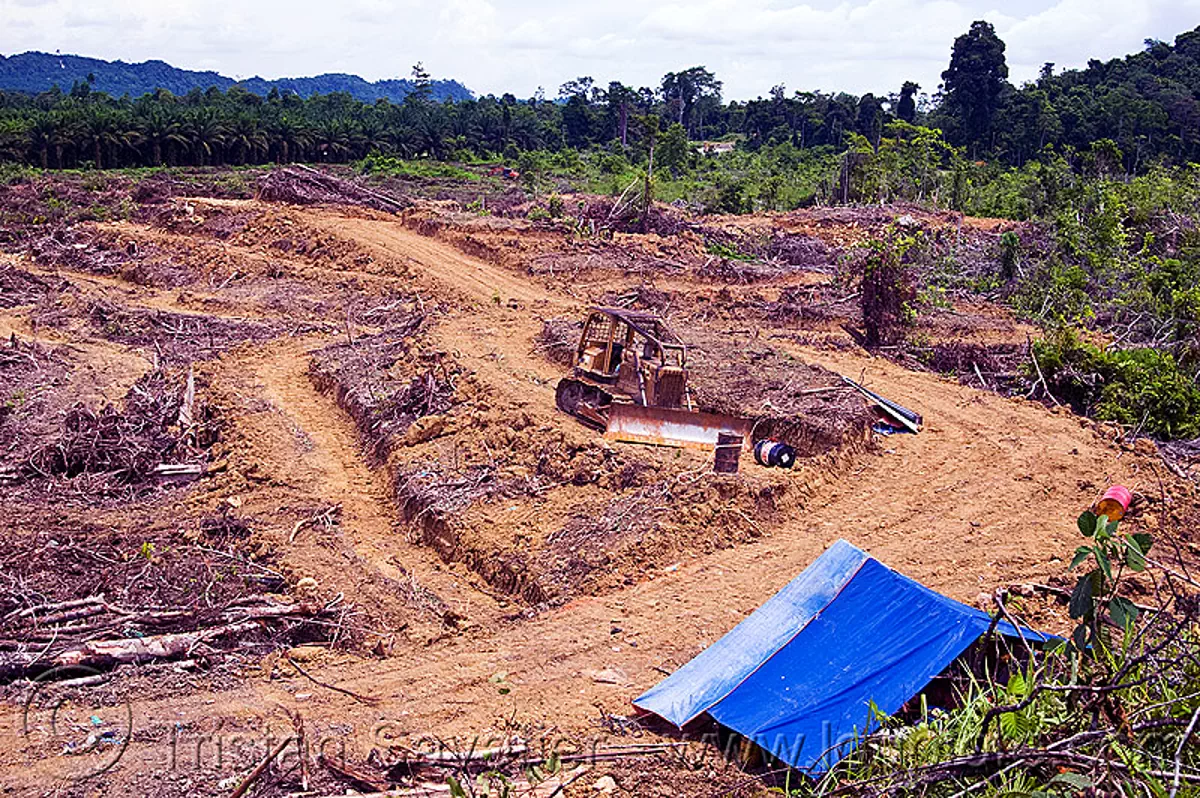 deforestation, bulldozer, environment, logging, stock photo