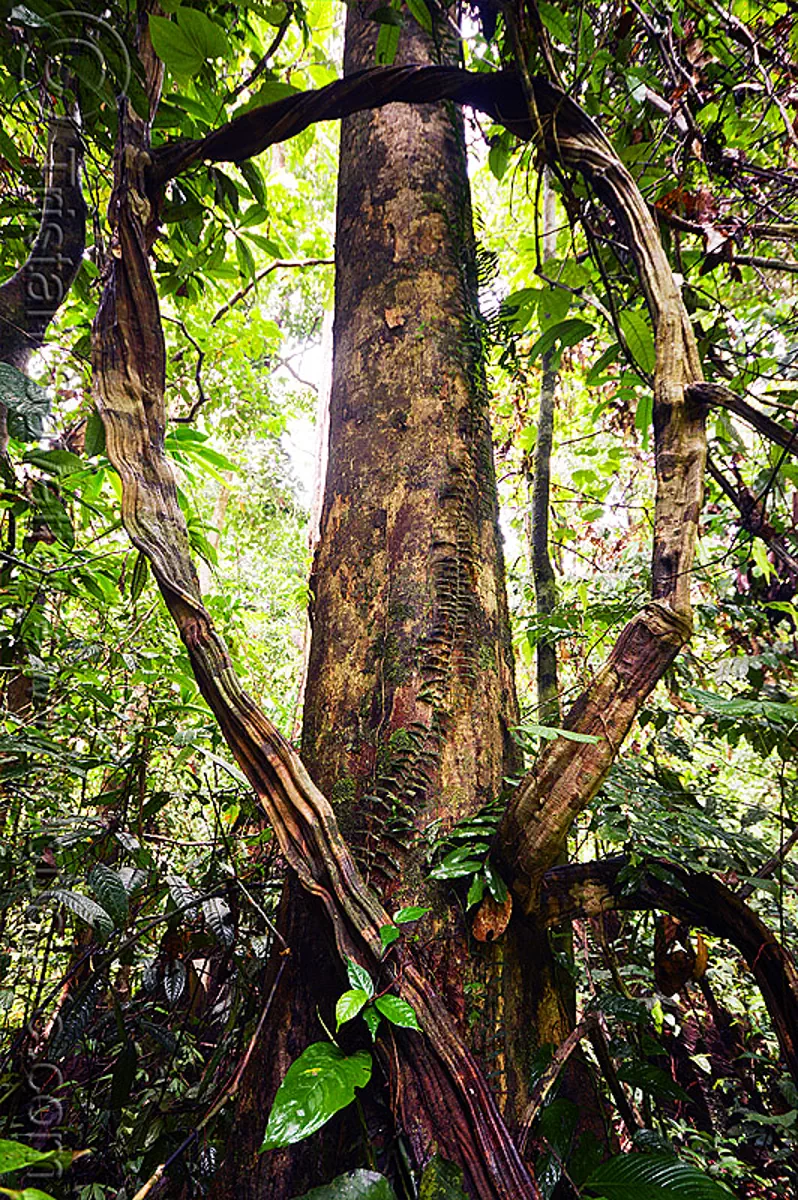 tree and liana in rain forest, backlight, jungle, loop, plants, sepilok orang utan sanctuary, tree trunk, stock photo
