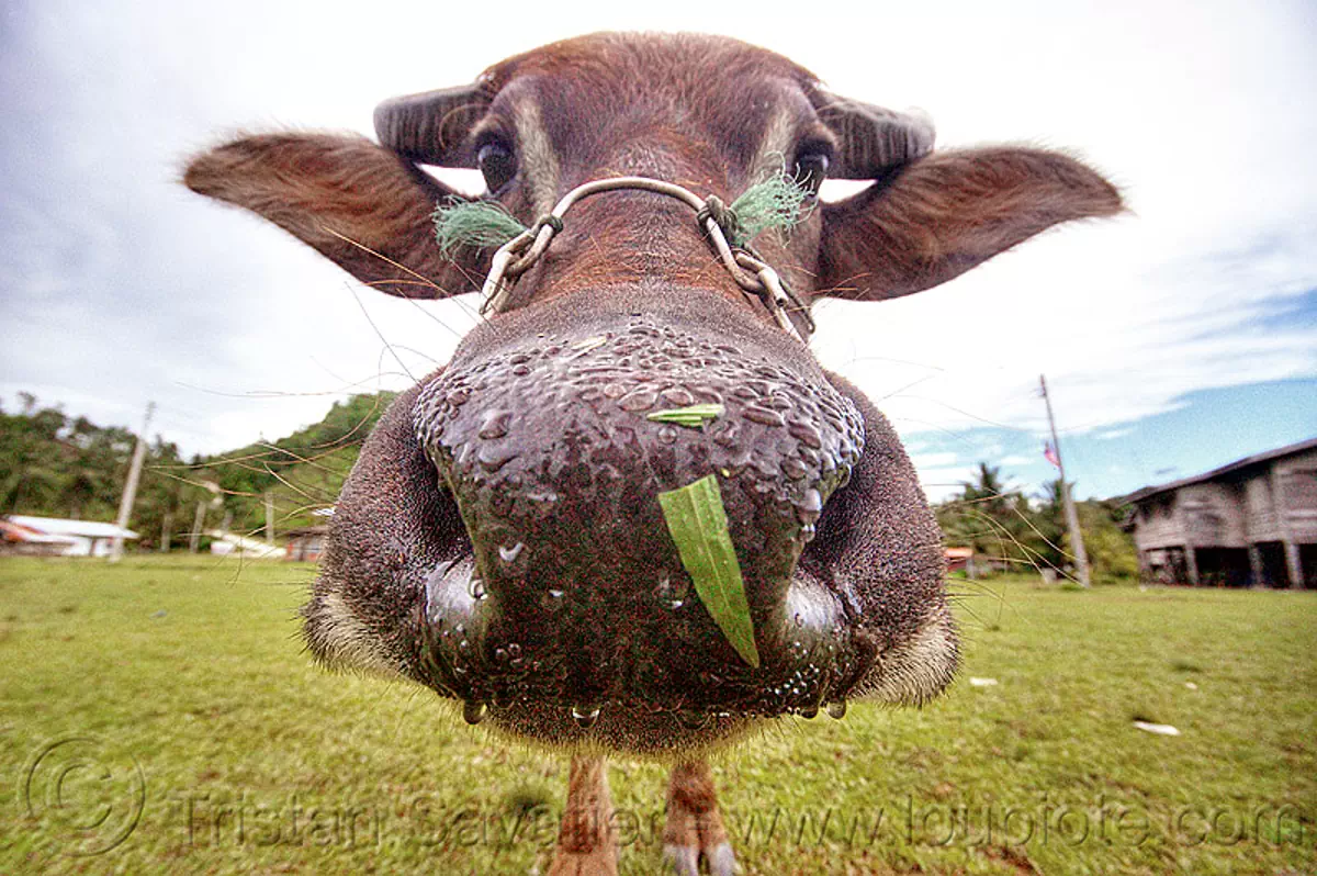 water buffalo cow nose - funny cow, cow snout, ears, field, grass, grassland, head, livestock, turf, stock photo