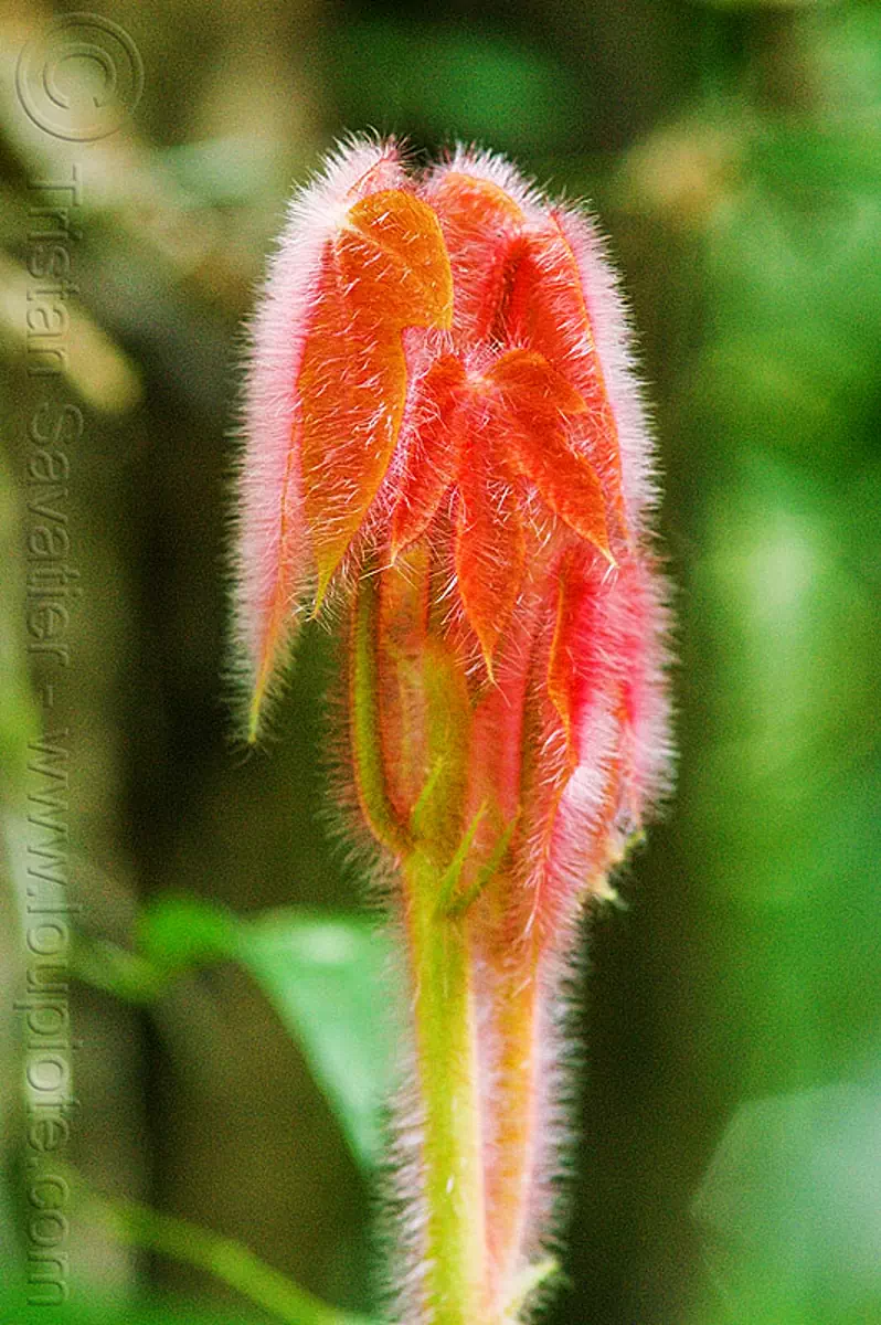 sterculia macrophylla - young red leaves, gunung mulu national park, jungle, plant, rain forest, trichomes, stock photo