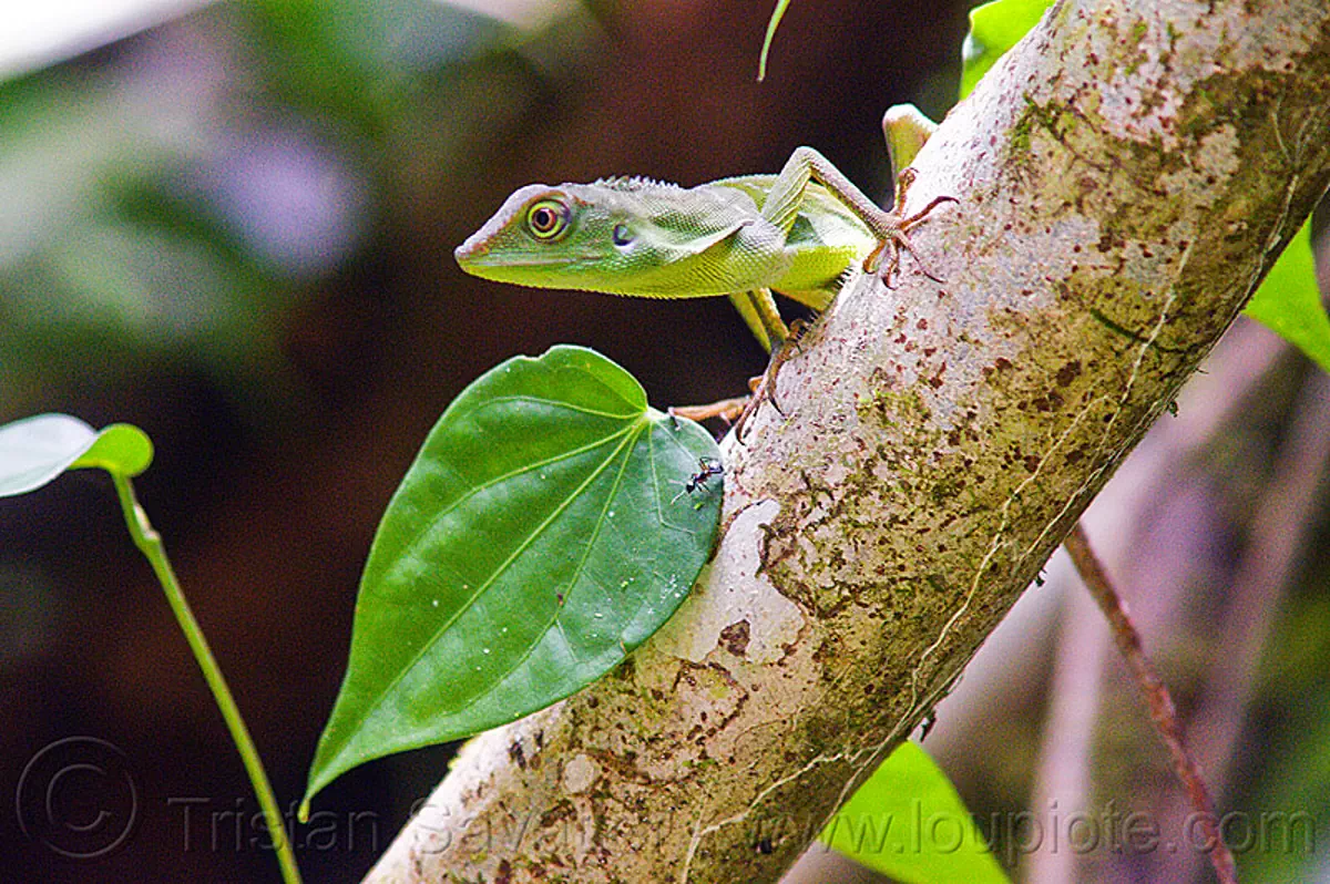 tree lizard - green crested lizard, bronchocela cristatella, green tree lizard, gunung mulu national park, jungle, rain forest, reptile, wildlife