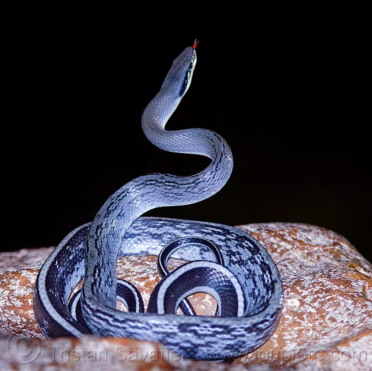 cave racer snake - orthriophis taeniura ridleyi, beauty rat snake, cave-dwelling, caving, clearwater cave system, clearwater connection, elaphe taeniura ridleyi, gunung mulu national park, natural cave, orthriophis taeniurus, reptile, spelunking, tongue, wildlife, stock photo
