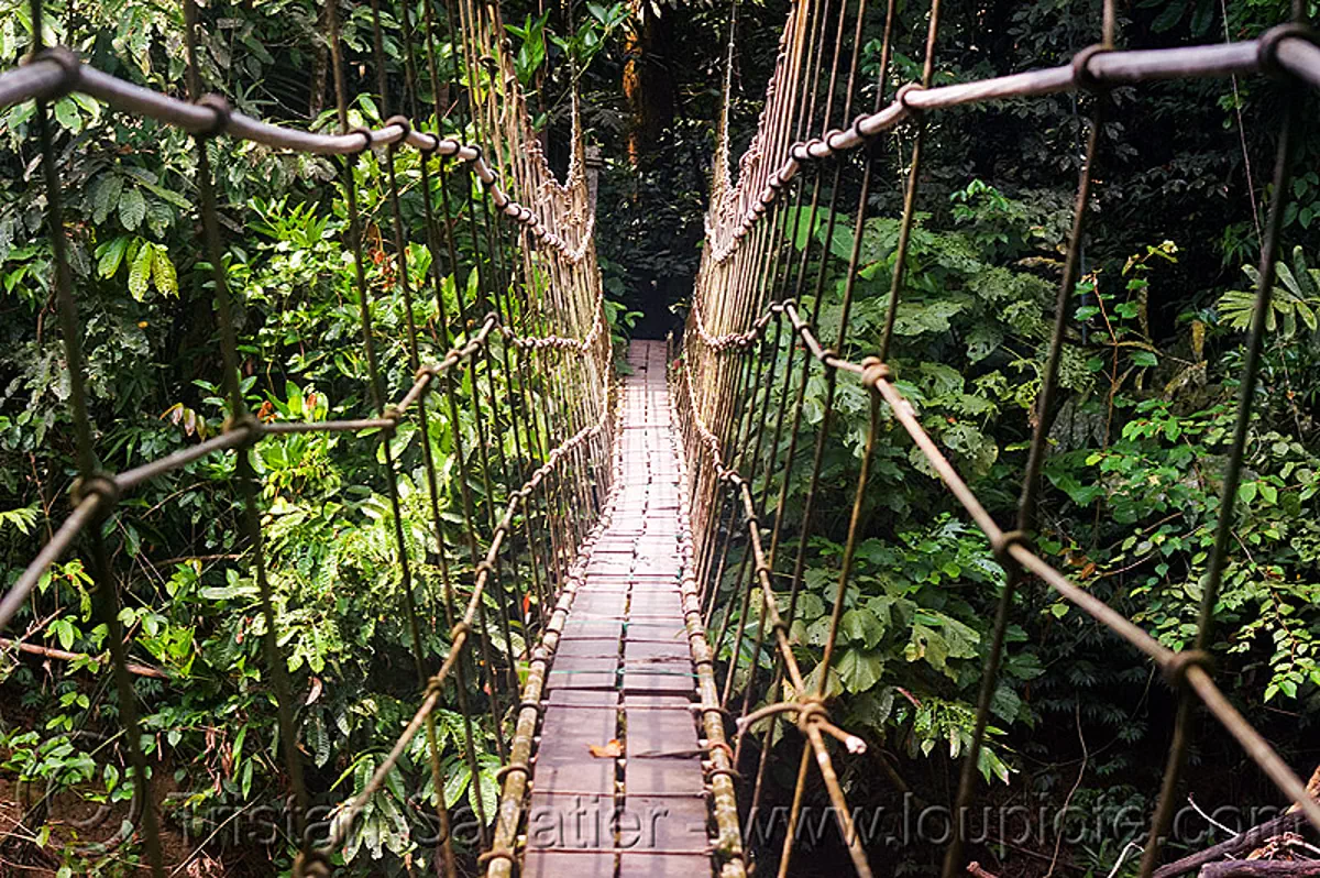 monkey bridge, cables, gunung mulu national park, jungle, knots, lumber, melinau river, pedestrian bridge, plants, rain forest, ropes, sungai melinau, suspension bridge, trees, trekking, vanishing point, water, stock photo
