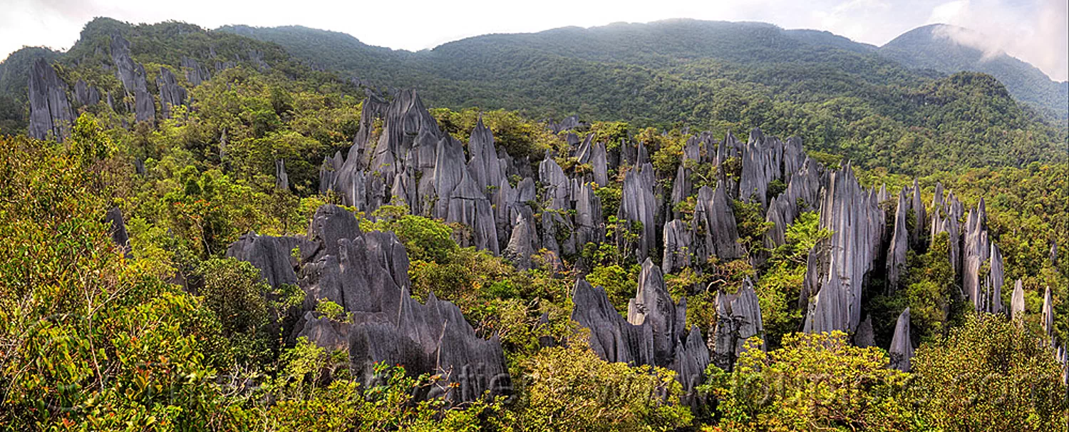 the mulu pinnacles (borneo), erosion, geology, gunung mulu national park, hill, jungle, karst, karstic, limestone, mountain, panorama, rain forest, rock, stitched, stone