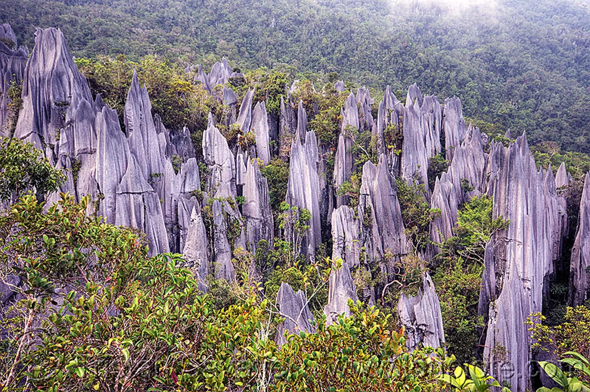 mulu pinnacles (borneo), erosion, geology, gunung mulu national park, jungle, karst, karstic, limestone, rain forest, rock, stone, stock photo