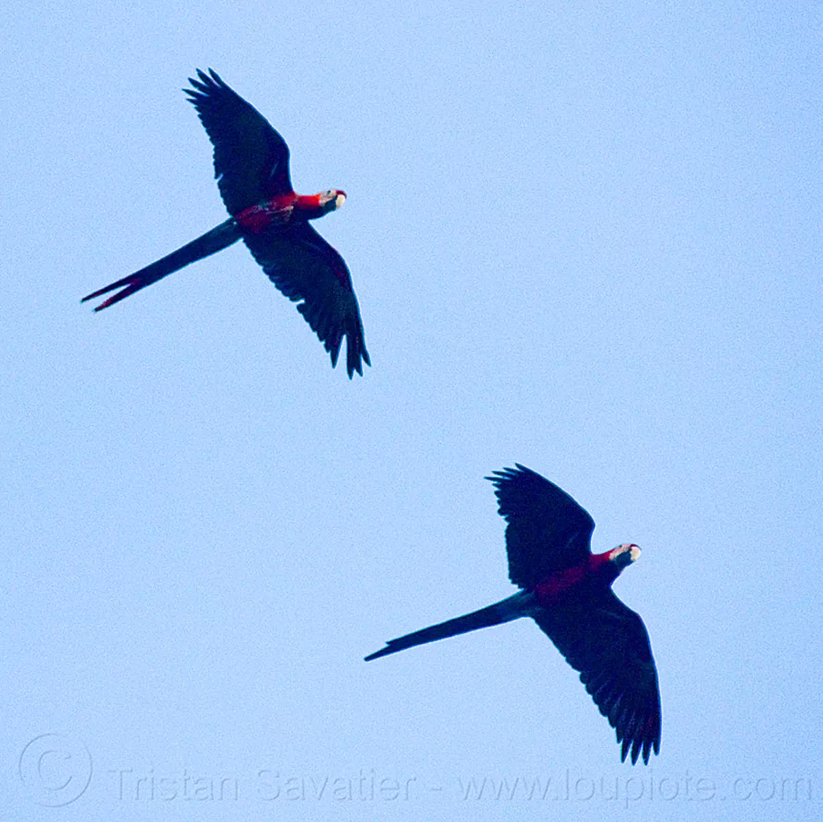 scarlet macaw parrots flying scarlet macaw parrots flying