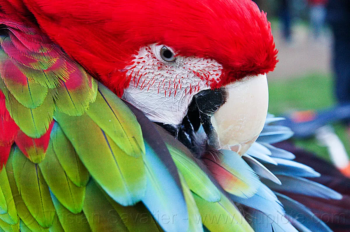 scarlet macaw parrot grooming, ara macao, beak, bird, dolores park, feathers, head, psittacidae, red, wildlife