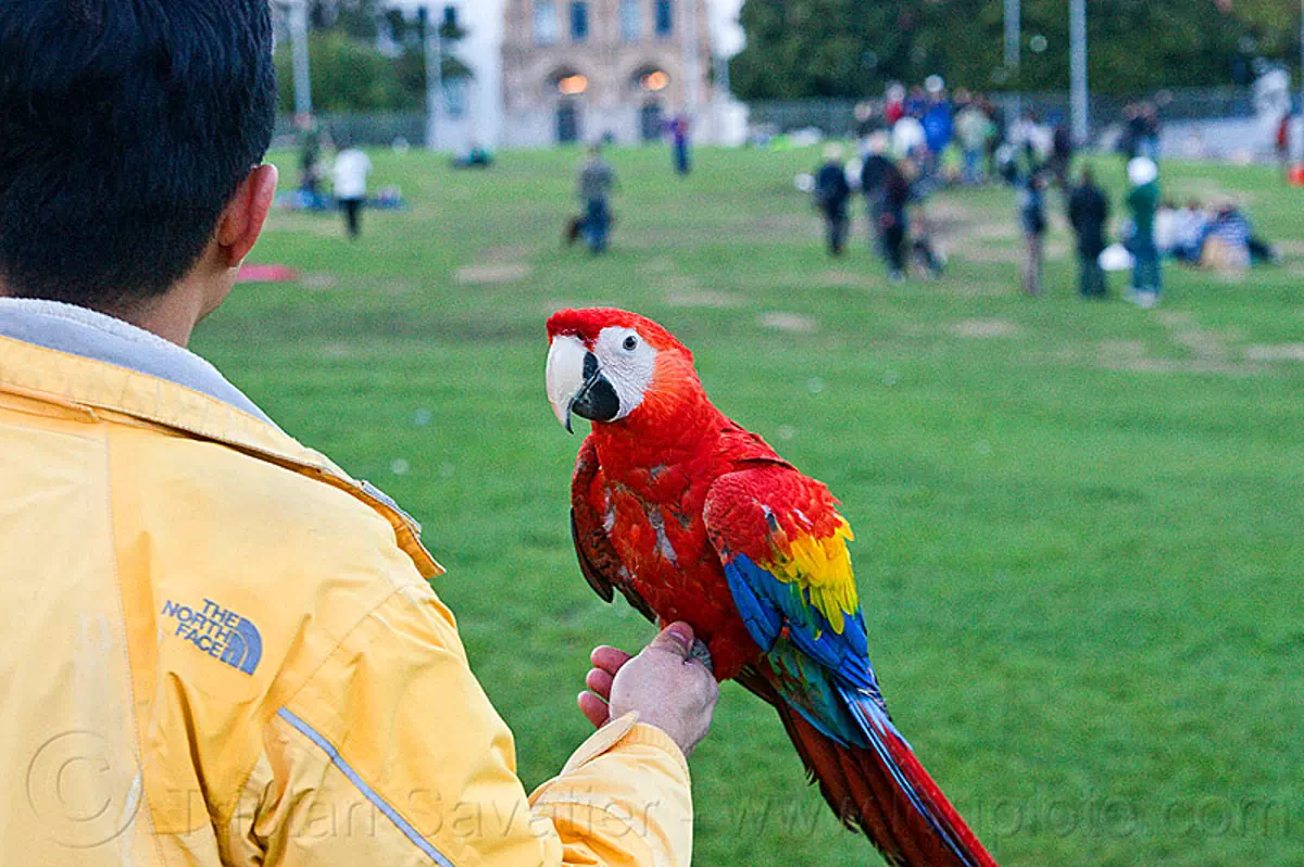 man holding scarlet macaw parrot, ara macao, bird, dolores park, psittacidae, red, stock photo