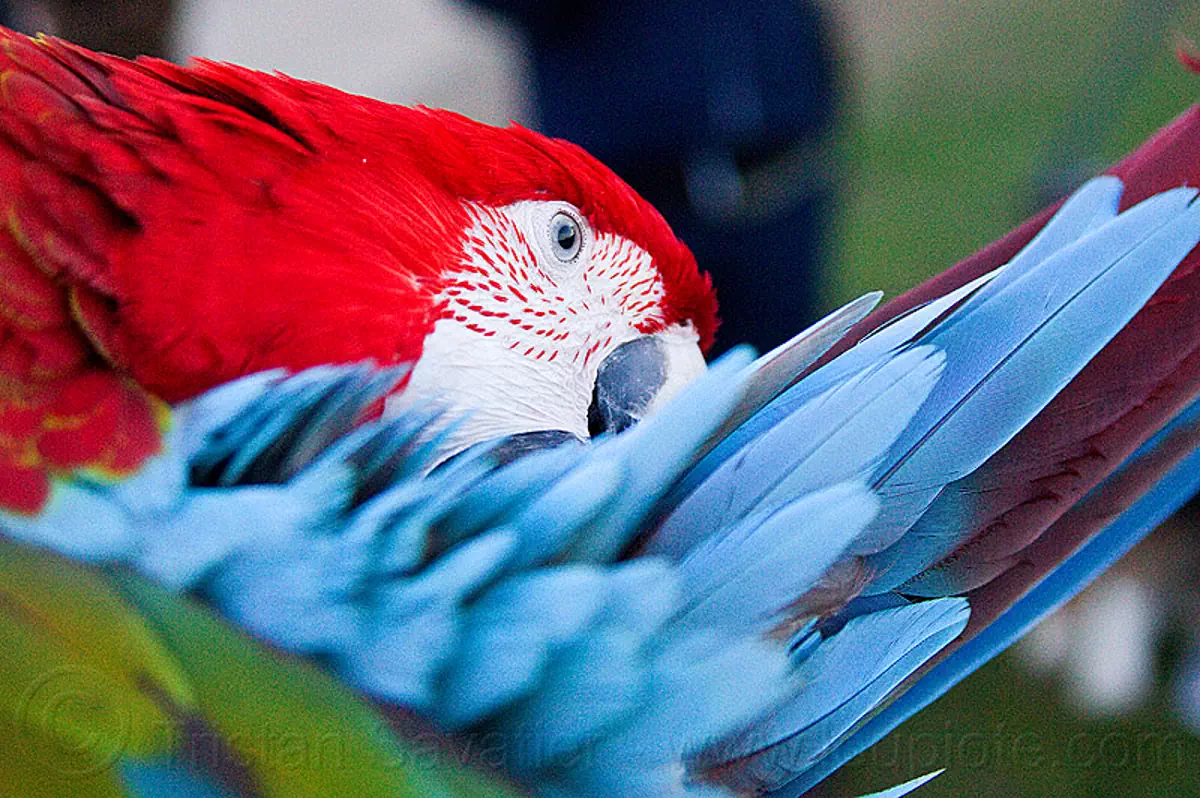 scarlet macaw parrot grooming, ara macao, beak, bird, dolores park, feathers, head, psittacidae, red, wildlife, stock photo
