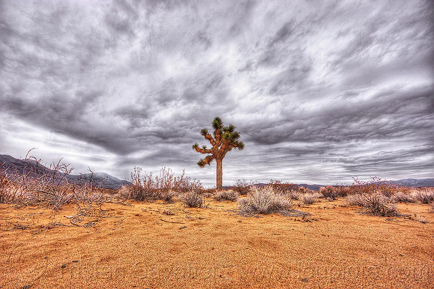 joshua tree - california desert, clouds, cloudy sky, death valley, sand, yucca brevifolia, stock photo
