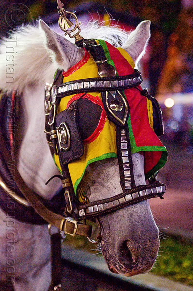 horse with bridle mask and blinders, draft horse, draught horse, horse hood, horse mask, java, jogja, jogjakarta, malioboro, night, street, white horse, yogyakarta, stock photo