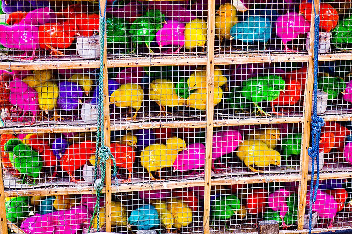 colored chicks, baby chickens, bird cage, java, poultry, rainbow color, stock photo