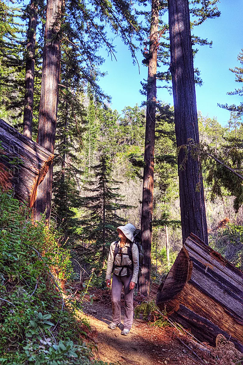 fallen redwood tree on trail, backpack, backpacking, big sur, fallen tree, forest, pine ridge trail, sequoia sempervirens, sharon, tree trunk, trekking, vantana wilderness