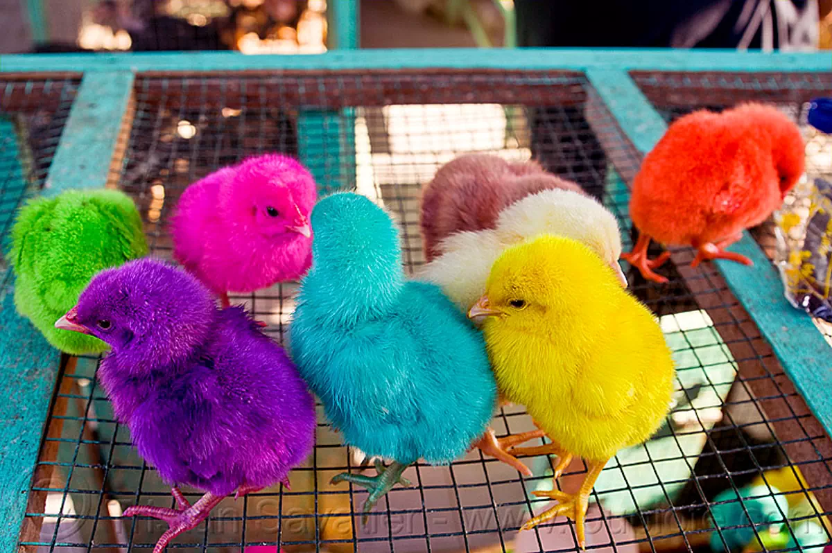 rainbow chicks, baby chickens, bird cage, bird market, birds, colored chicks, java, jogja, jogjakarta, poultry, yogyakarta, stock photo