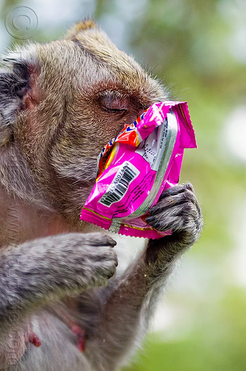 macaque monkey eating junk food, crab-eating macaque, female, java, macaca fascicularis, plastic bag, plastic packaging, wild, wildlife