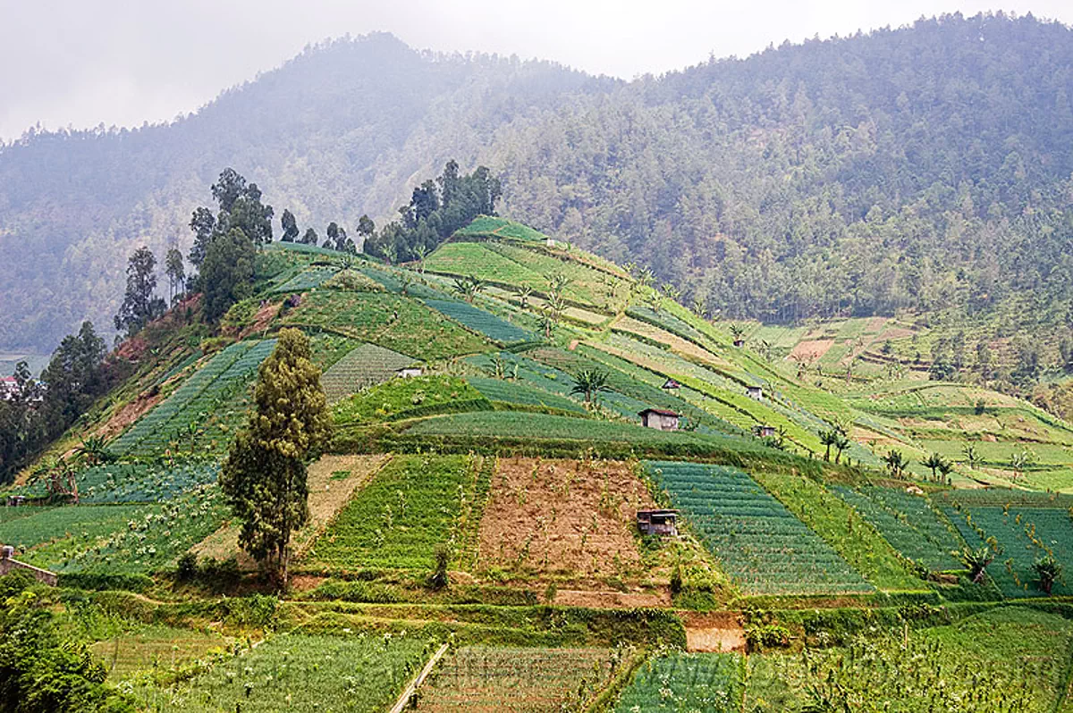 small fields on a hill, agriculture, farming, forest, gunung lawu, hilly, java, mount lawu, mountains, trees, stock photo