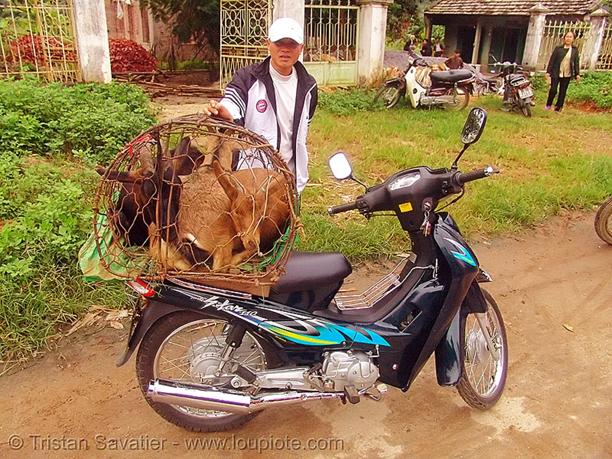 goats on scooter - vietnam, 110, 110cc, cage, livestock, moto scooter, motostar, sym, stock photo
