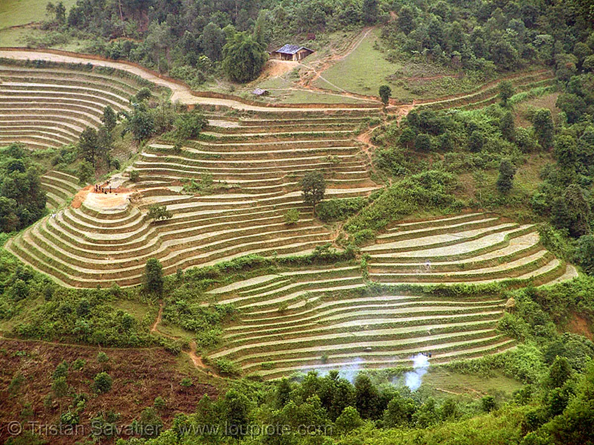 rice fields - terrace farming - between T&aacute;m Sơn and Y&ecirc;n minh - vietnam, agriculture, rice paddy fields, stock photo
