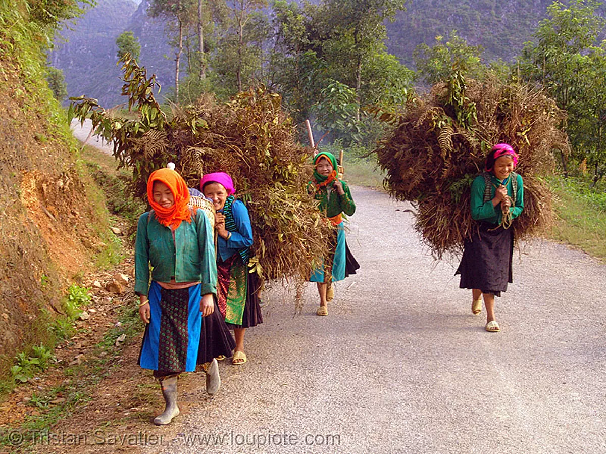 tribe girls carrying huge bundles of grass on the road - vietnam, asian woman, asian women, backpacks, green hmong, hill tribes, hmong tribe, stock photo